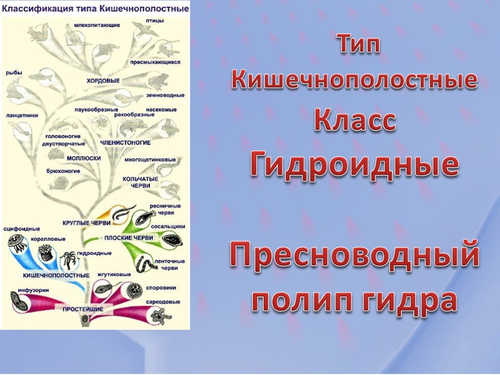 Кракен ориг ссылка